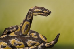 handimals-python-guido-daniele-566x376
